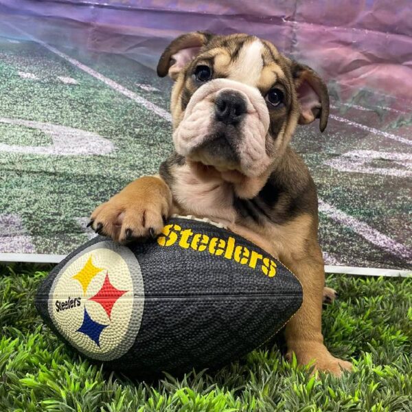English Bulldog-DOG-Female-Bronze-10780-Petland Robinson, Pittsburgh, PA