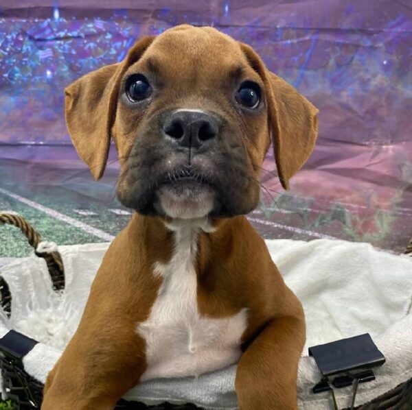 Boxer-DOG-Male-Fawn-10783-Petland Robinson, Pittsburgh, PA