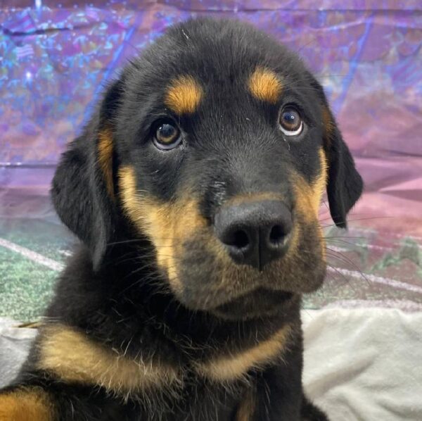 Rottweiler-DOG-Male-Black / Tan-10781-Petland Robinson, PA