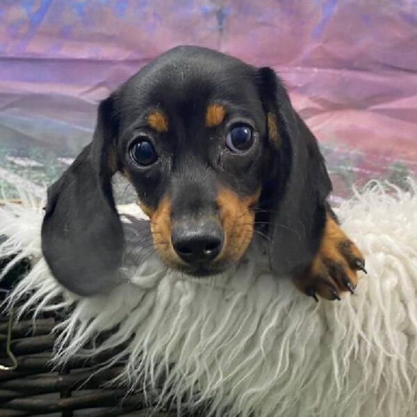 Dachshund-DOG-Female-Black / Tan-10782-Petland Robinson, Pittsburgh, PA