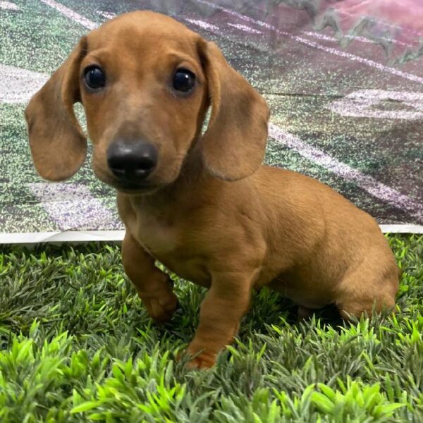 Dachshund-DOG-Male-Red-10784-Petland Robinson, Pittsburgh, PA
