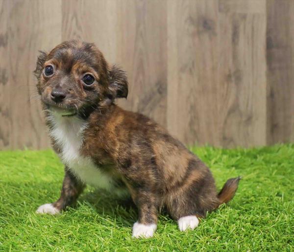 Chihuahua-DOG-Male-Brindle-10786-Petland Robinson, Pittsburgh, PA