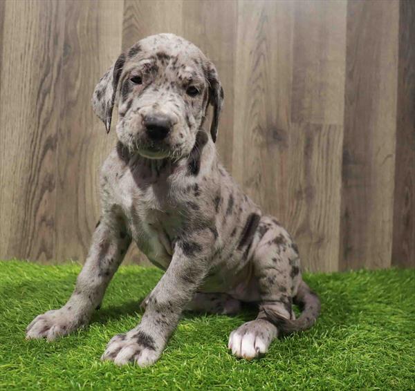 Daniff-DOG-Female-Blue Merle-10787-Petland Robinson, PA