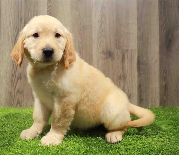 Golden Retriever-DOG-Male-Golden-10788-Petland Robinson, PA