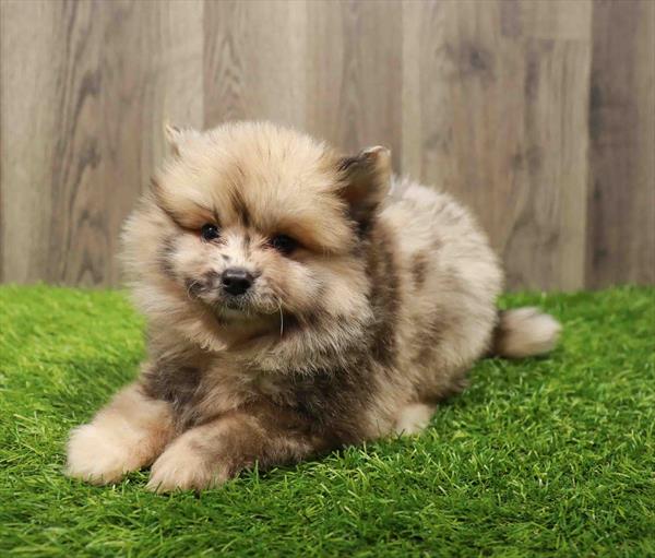 Pomsky 2nd gen.-DOG-Male-Red Merle-10789-Petland Robinson, Pittsburgh, PA