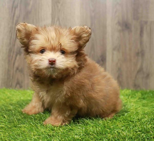 Yorkie-Poo-DOG-Male-Sable-10790-Petland Robinson, PA