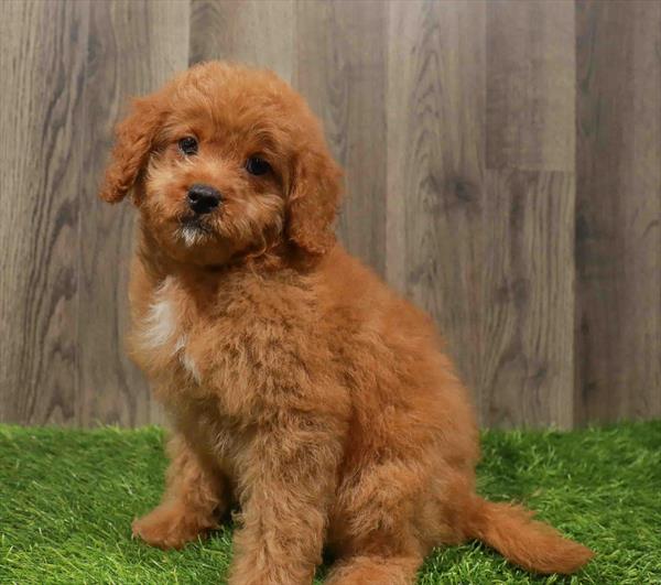Mini Goldendoodle 2nd Gen.-DOG-Female-Apricot-10792-Petland Robinson, Pittsburgh, PA