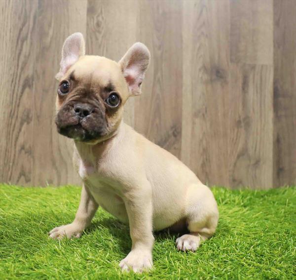 French Bulldog-DOG-Male-Fawn-10793-Petland Robinson, Pittsburgh, PA