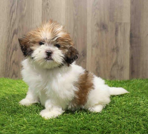 Shipoo-DOG-Female-Gold / White-10794-Petland Robinson, Pittsburgh, PA