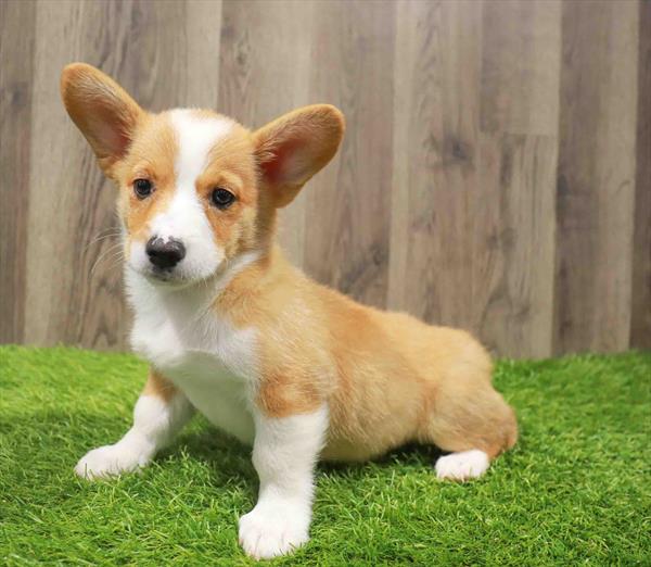 Pembroke Welsh Corgi-DOG-Female-Red / White-10795-Petland Robinson, Pittsburgh, PA
