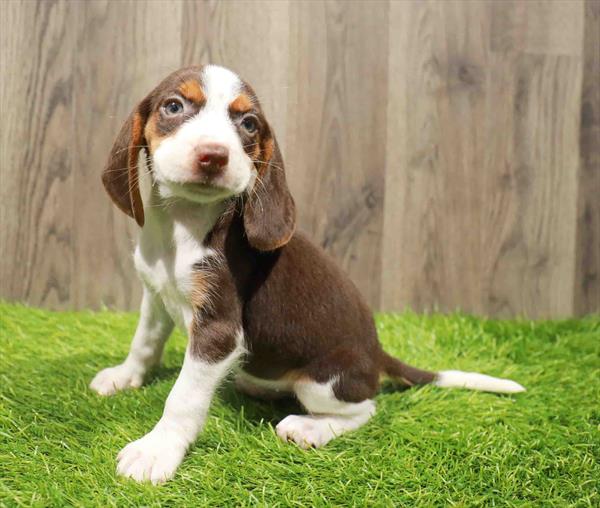 Beagle-DOG-Female-Chocolate White Tan-10796-Petland Robinson, PA