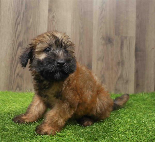 Soft Coated Wheaten Terrier-DOG-Male-Wheaten-10797-Petland Robinson, PA