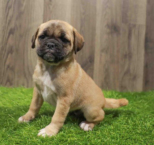 Puggle-DOG-Female-Fawn-10799-Petland Robinson, Pittsburgh, PA