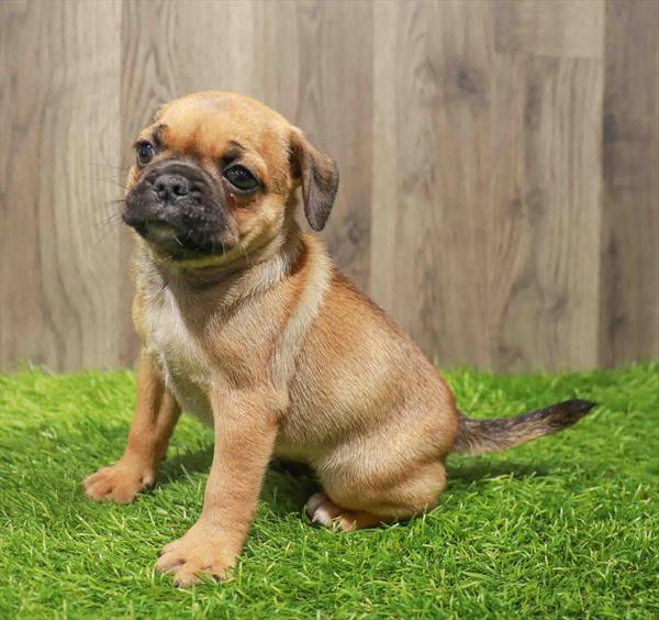 Puggle-DOG-Female-Fawn-10800-Petland Robinson, PA