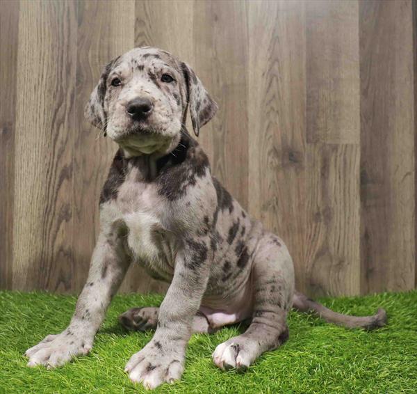 Daniff-DOG-Male-Blue Merle-10801-Petland Robinson, PA