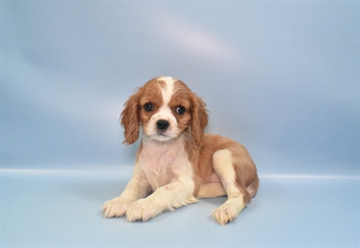 Cavalier King Charles Spaniel-DOG-Female-Blenheim-10802-Petland Robinson, Pittsburgh, PA
