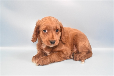 Cavapoo-DOG-Male-Ruby-10803-Petland Robinson, PA