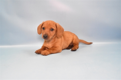 Chiweenie-DOG-Male-Fawn-10804-Petland Robinson, PA