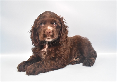 Cocker Spaniel-DOG-Male-Brown-10805-Petland Robinson, PA