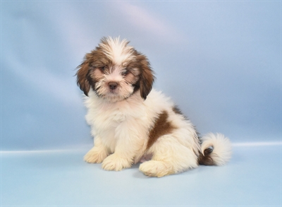 Lhasa Apso-DOG-Male-Liver-10806-Petland Robinson, PA