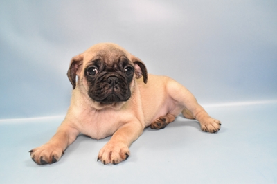 Pug-DOG-Male-Fawn-10807-Petland Robinson, Pittsburgh, PA