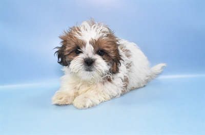 Shih Tzu-DOG-Male-Red and White-10808-Petland Robinson, Pittsburgh, PA