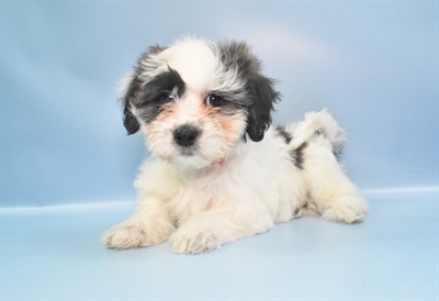 Teddy Bear-DOG-Female-Silver Gold and White-10810-Petland Robinson, PA