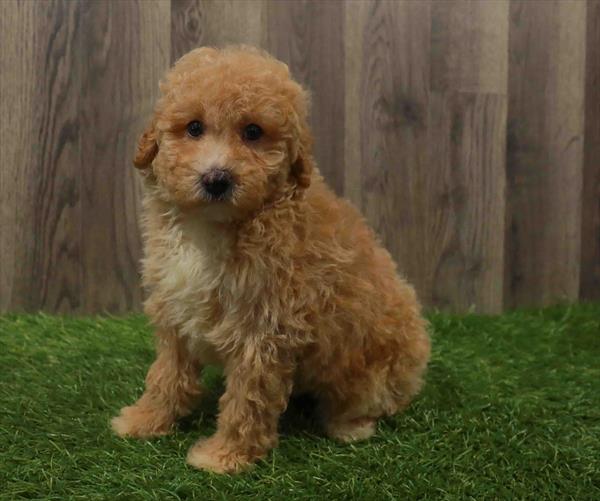 Bichon- Poo-DOG-Male-Apricot-10831-Petland Robinson, PA