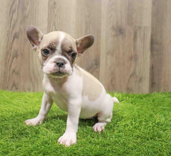 French Bulldog-DOG-Female-Fawn-10834-Petland Robinson, Pittsburgh, PA