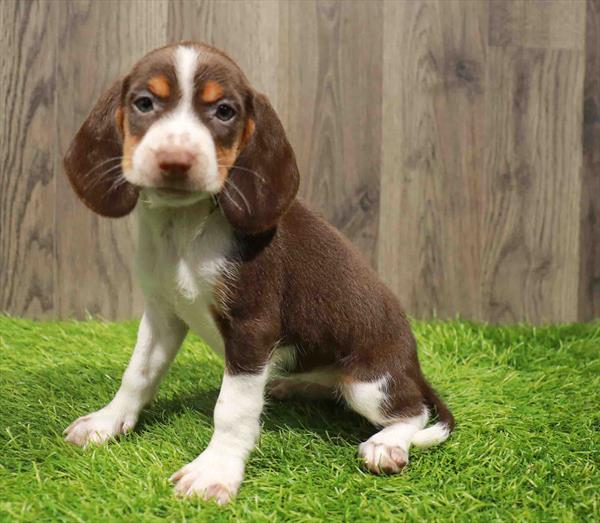 Beagle-DOG-Female-Chocolate White Tan-10835-Petland Robinson, PA