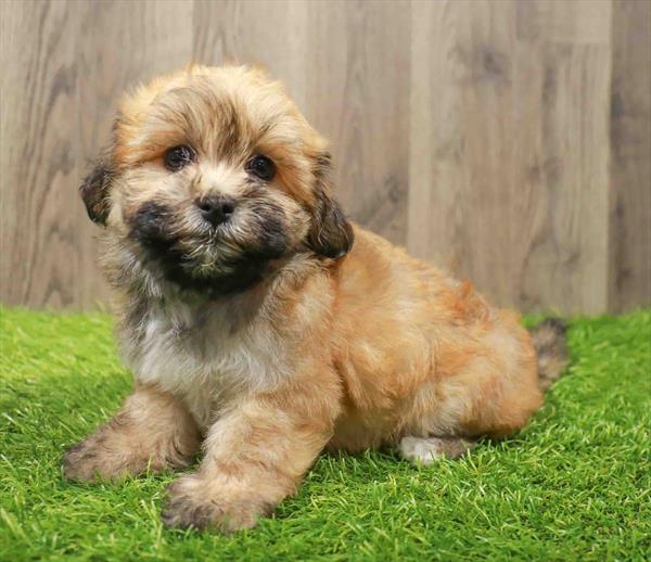 La-Chon-DOG-Female-Sable-10836-Petland Robinson, Pittsburgh, PA