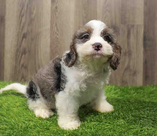 Cavapoo-DOG-Male-Blue Merle / White-10839-Petland Robinson, PA