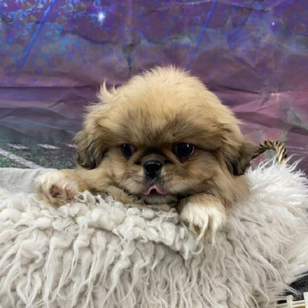 Pekingese-DOG-Female-Sable-10833-Petland Robinson, Pittsburgh, PA