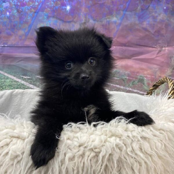 Pomeranian-DOG-Male-Black-10837-Petland Robinson, PA