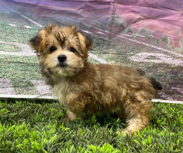 Yorkie-Poo-DOG-Female-Golden-10832-Petland Robinson, PA