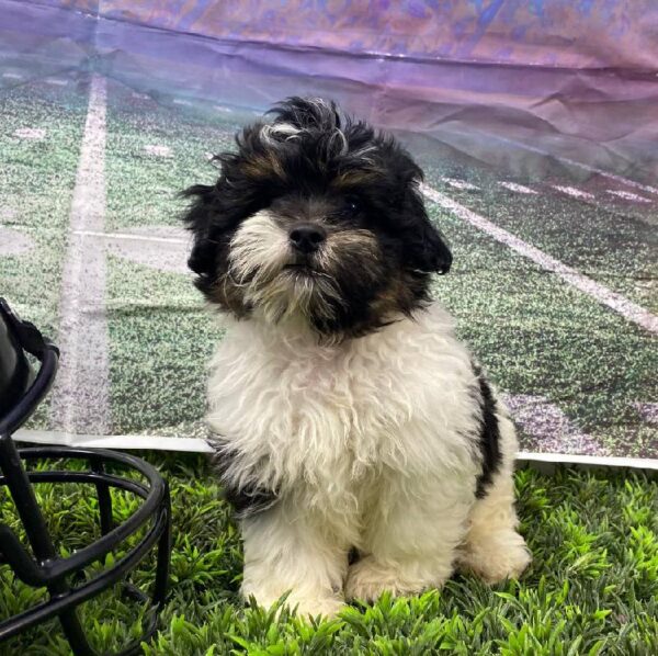 Shipoo-DOG-Male-Black / White-10838-Petland Robinson, Pittsburgh, PA