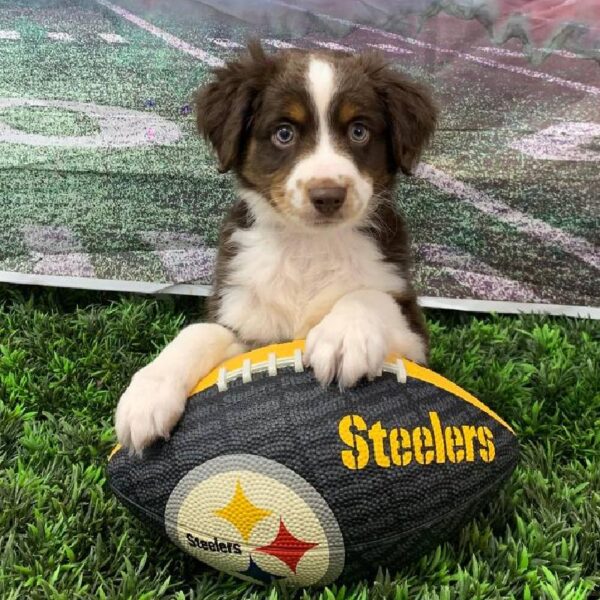 Miniature Australian Shepherd-DOG-Male-Red and White-10844-Petland Robinson, Pittsburgh, PA