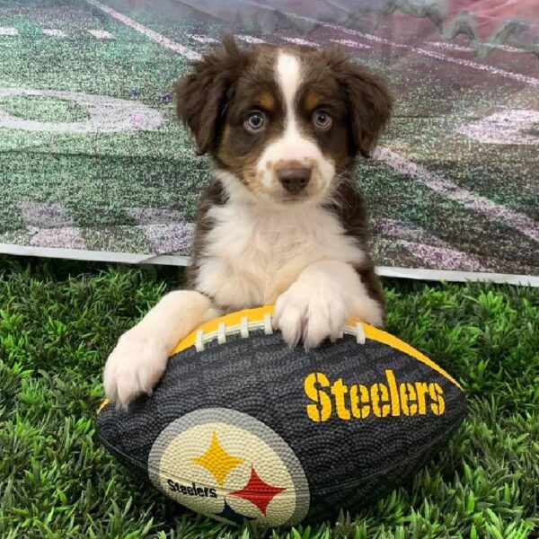 Miniature Australian Shepherd-DOG-Male-Red and White-10844-Petland Robinson, PA