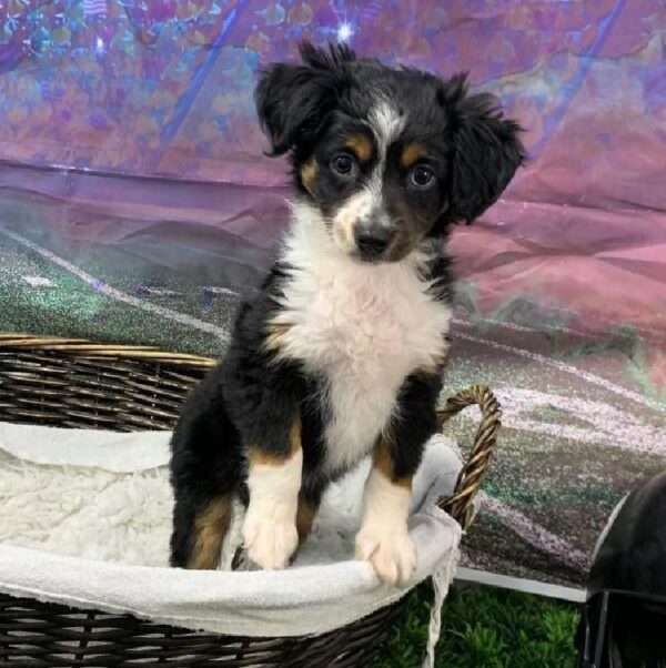 Miniature Australian Shepherd-DOG-Female-Black White and Brown-10845-Petland Robinson, PA