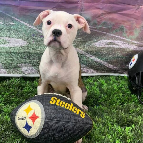 American Bulldog-DOG-Female-White and Brindle-10843-Petland Robinson, PA