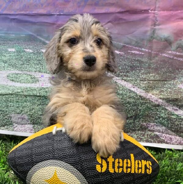 Mini Bernedoodle 2nd Gen-DOG-Female-Merle-10846-Petland Robinson, Pittsburgh, PA