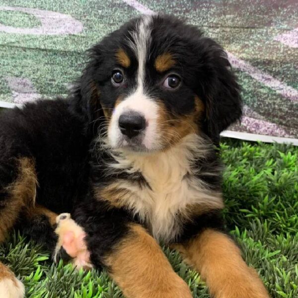 Bernese Mountain Dog-DOG-Female-Black Rust and White-10848-Petland Robinson, PA