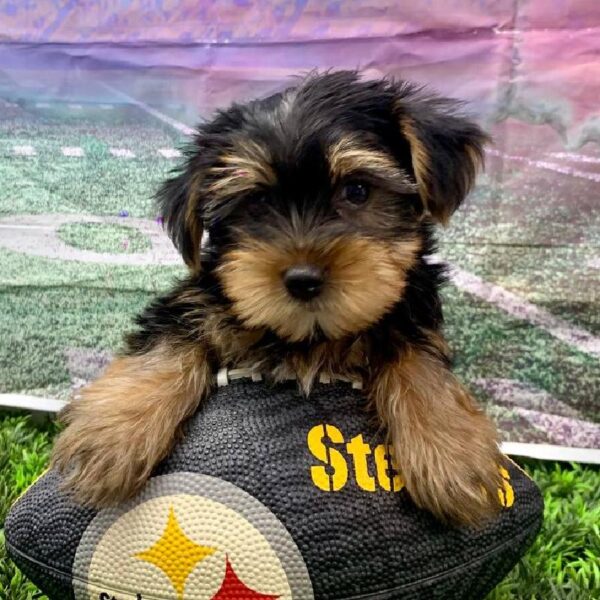 Yorkie-DOG-Male-Black and Tan-10849-Petland Robinson, Pittsburgh, PA