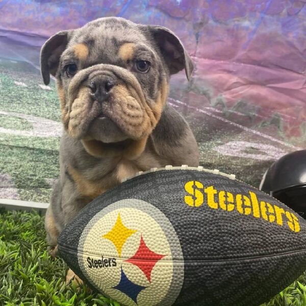English Bulldog-DOG-Female-Blue Merle-10855-Petland Robinson, Pittsburgh, PA