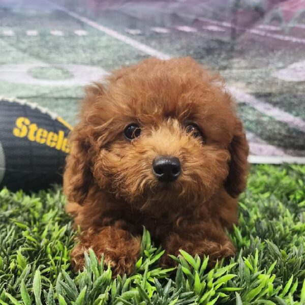 Mini Goldendoodle 2nd Gen.-DOG-Female-Red-10856-Petland Robinson, Pittsburgh, PA