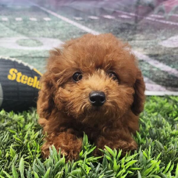 Mini Goldendoodle 2nd Gen.-DOG-Female-Red-10856-Petland Robinson, PA