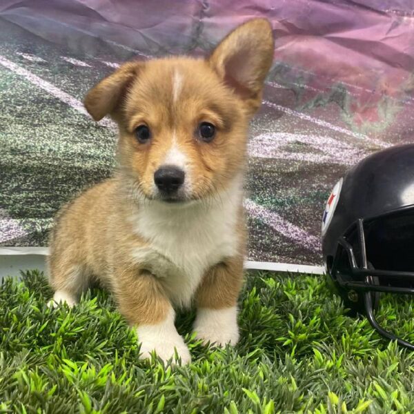 Pembroke Welsh Corgi-DOG-Male-Red / White-10858-Petland Robinson, PA