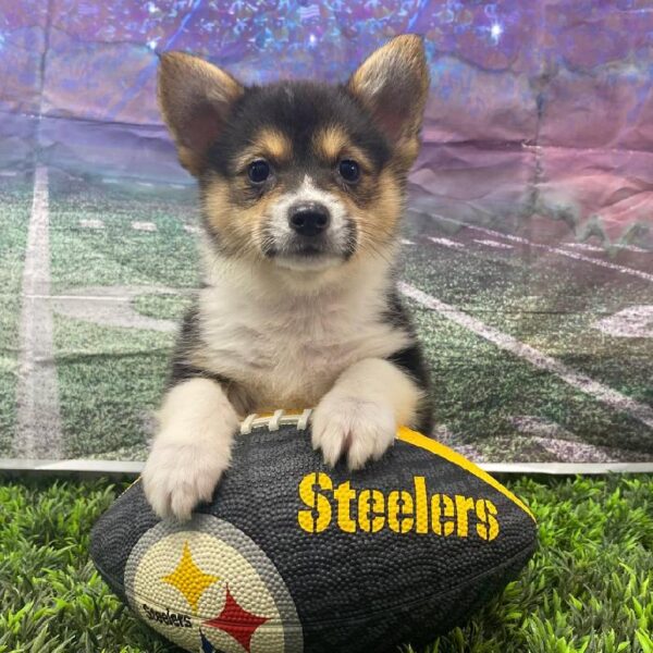 Pembroke Welsh Corgi-DOG-Female-Black White / Tan-10860-Petland Robinson, Pittsburgh, PA