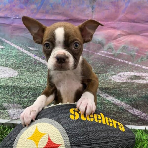 Boston Terrier-DOG-Female-Seal / White-10859-Petland Robinson, Pittsburgh, PA