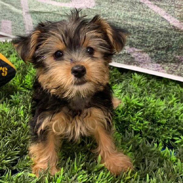 Yorkie-DOG-Female-Black / Tan-10861-Petland Robinson, PA